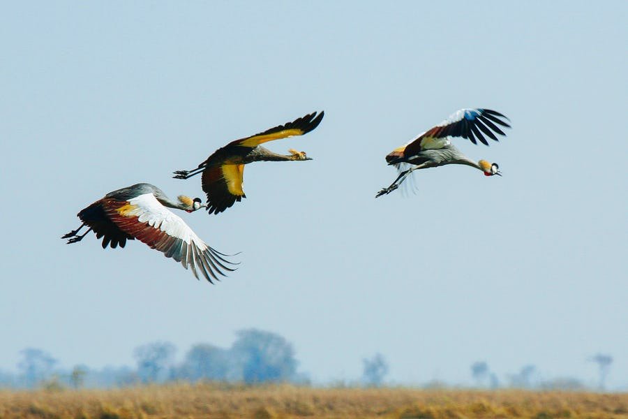 Read more about the article Bird Safaris