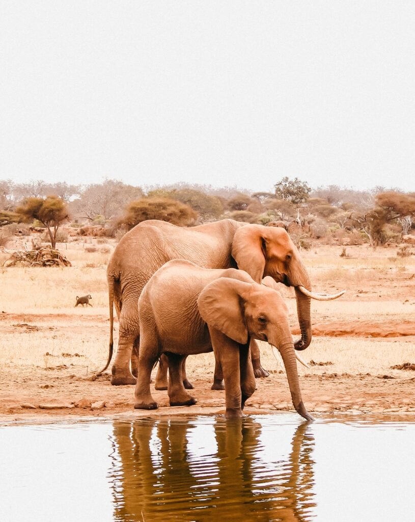 elephant heard taking water