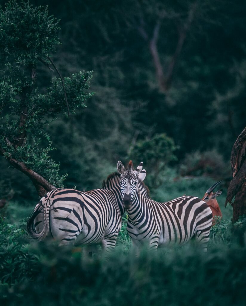zebras in East Africa